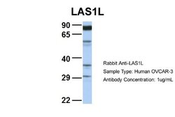 LAS1L Rabbit anti-Human, Polyclonal, Novus Biologicals 0.1 mL; Unconjugated:Antibodies,